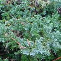 Juniperus squamata 'Blue Carpet' P12